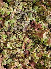 Azolla
