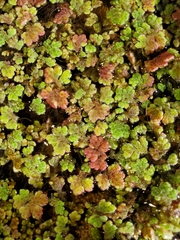 Azolla