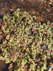 Azolla