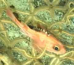 Sebastolobus alascanus