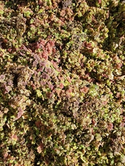Azolla