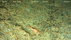 Sebastolobus alascanus