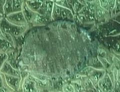 Microstomus bathybius