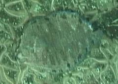 Microstomus bathybius