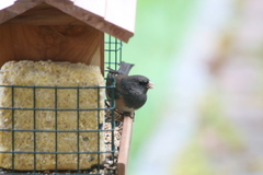 Junco hyemalis