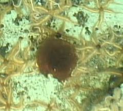 Poralia