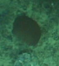 Poralia