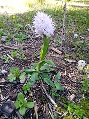 Image of Orchis italica