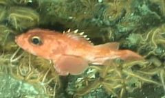 Sebastolobus alascanus