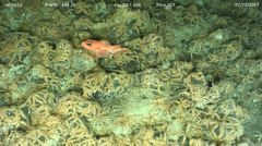 Sebastolobus alascanus