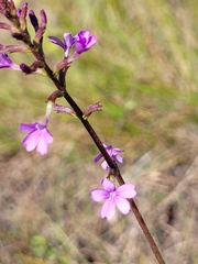 Buchnera floridana image