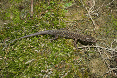 Lepidophyma