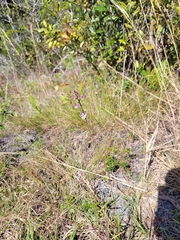 Buchnera floridana image