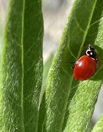 iNaturalist observation photo of Spotless Lady Beetle