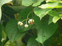 Cynanchum annularium