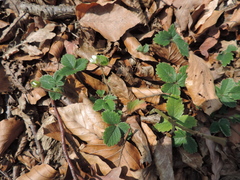 Potentilla sterilis