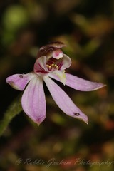 Bartlett's Spider Orchid (Caladenia bartlettii)