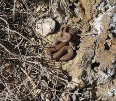 Macroprotodon mauritanicus