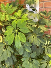 Heptapleurum arboricola