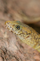 Lepidophyma