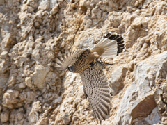 Falco tinnunculus