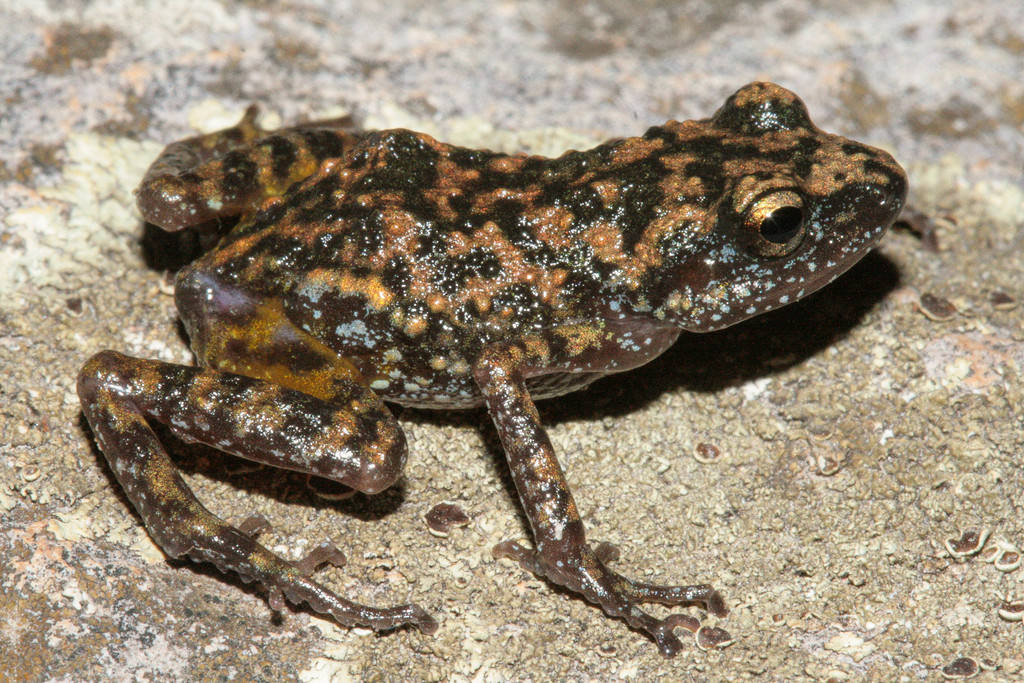 Sierra Huichol Peeping Frog