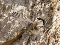 Falco tinnunculus