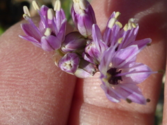 Allium howellii