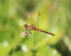 Arrenurus