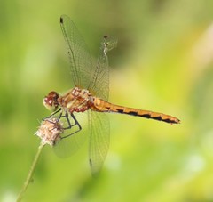 Arrenurus