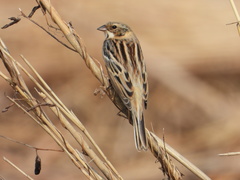 Emberiza pallasi