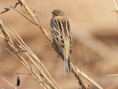 Emberiza pallasi