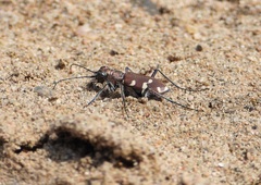 Cicindela transbaicalica