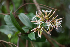 Anodendron benthamianum