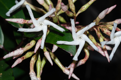 Anodendron benthamianum