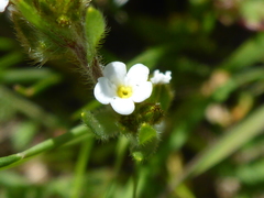 Plagiobothrys tenellus
