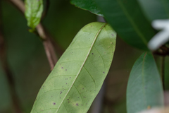 Anodendron benthamianum