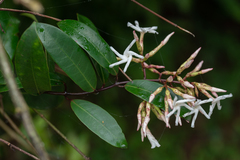 Anodendron benthamianum