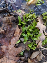 Floerkea proserpinacoides