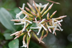 Anodendron benthamianum