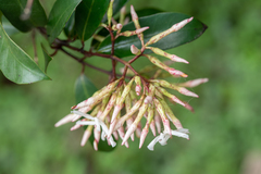 Anodendron benthamianum