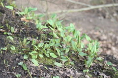 Bistorta officinalis
