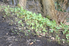 Bistorta officinalis