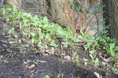 Bistorta officinalis