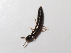 Xantholinus longiventris