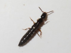 Xantholinus longiventris