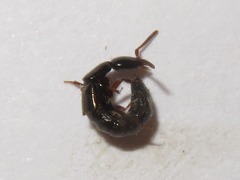 Xantholinus longiventris
