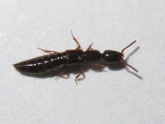 Xantholinus longiventris