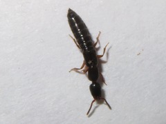 Xantholinus longiventris
