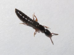 Xantholinus longiventris